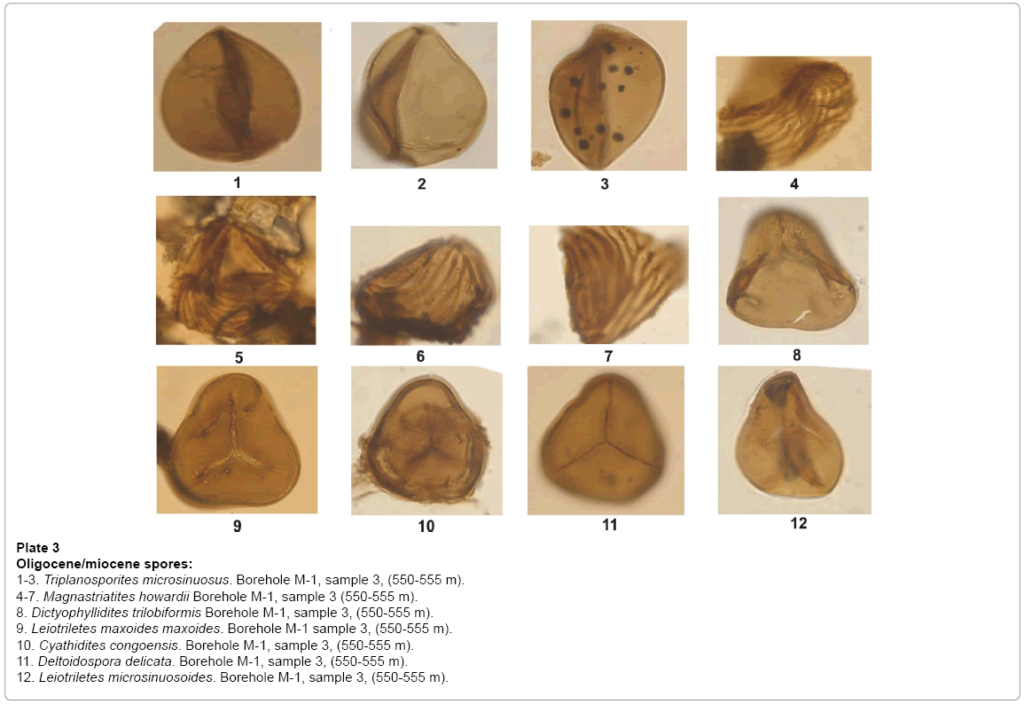 earth-science-climatic-change-miocene-spores
