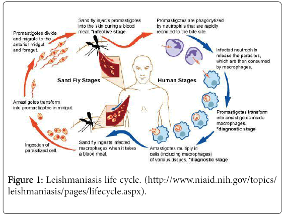 ecosystem-ecography-Leishmaniasis-life-cycle