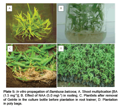 ecosystem-ecography-Plantlets-after-removal