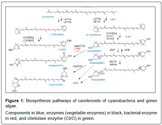 ecosystem-ecography-biosynthesis-pathways