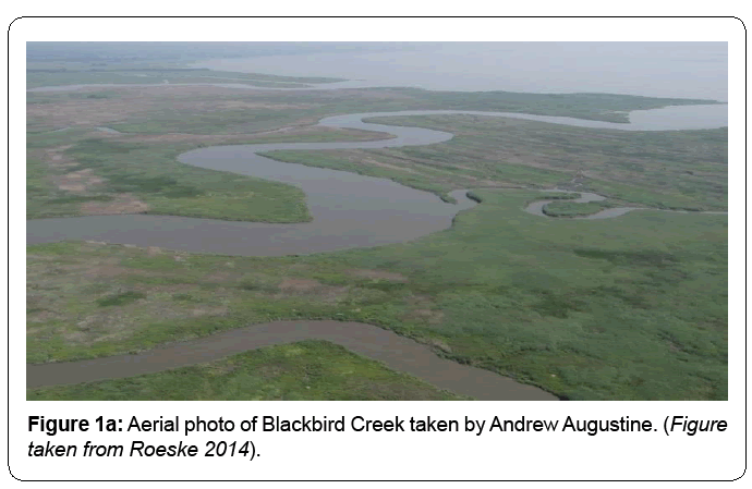 ecosystem-ecography-blackbird-creek