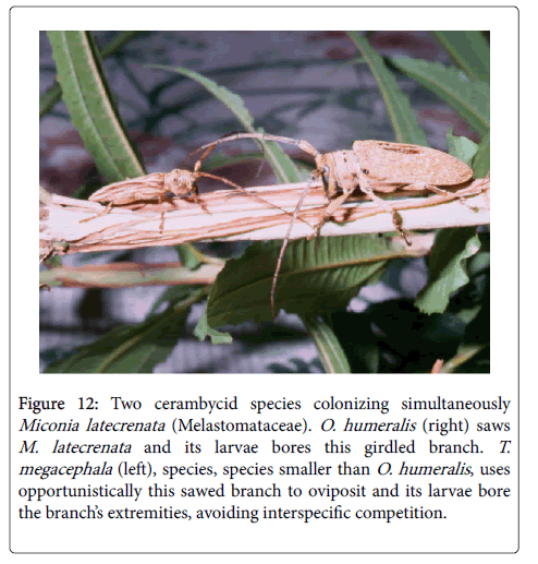 ecosystem-ecography-cerambycid