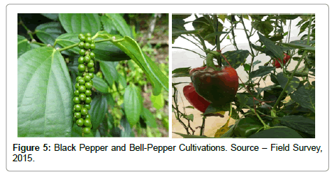 ecosystem-ecography-cultivations
