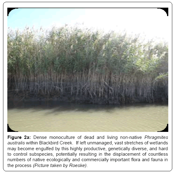 ecosystem-ecography-dense-monoculture