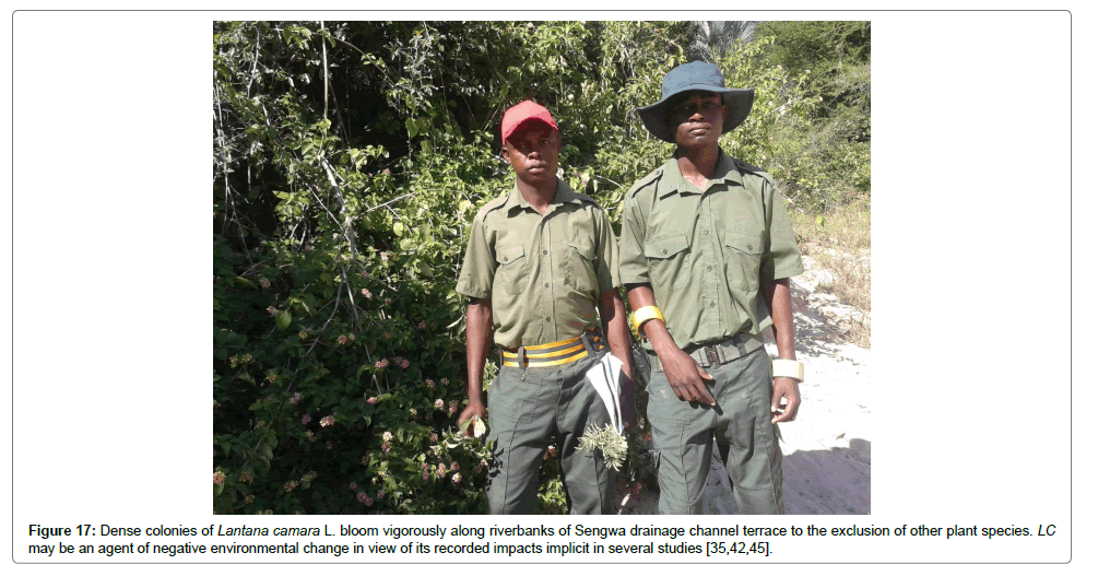 ecosystem-ecography-drainage-channel-terrace