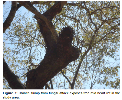 ecosystem-ecography-fungal-attack-exposes