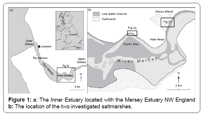 ecosystem-ecography-inner-estuary-located