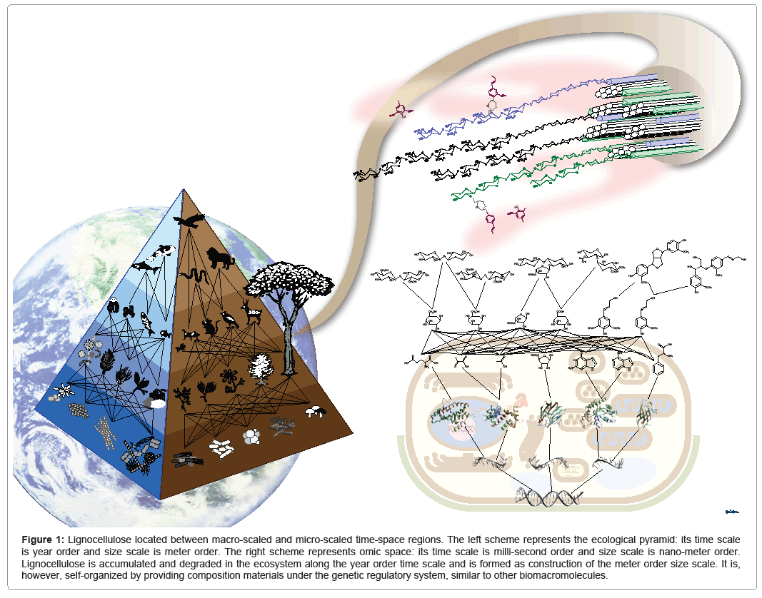 ecosystem-ecography-lignocellulose-located