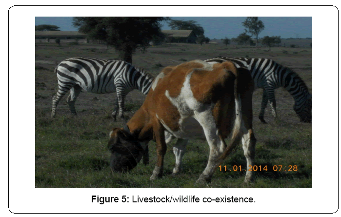 ecosystem-ecography-livestock-wildlife