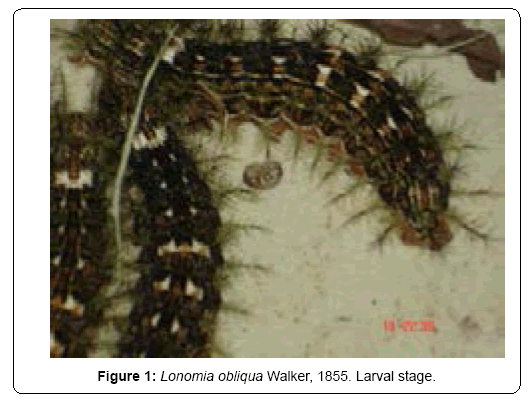 ecosystem-ecography-lonomia-obliqua-walker