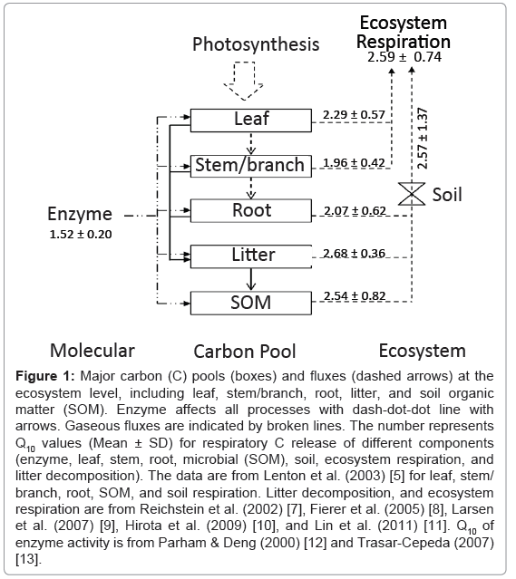 ecosystem-ecography-major-carbon-pools