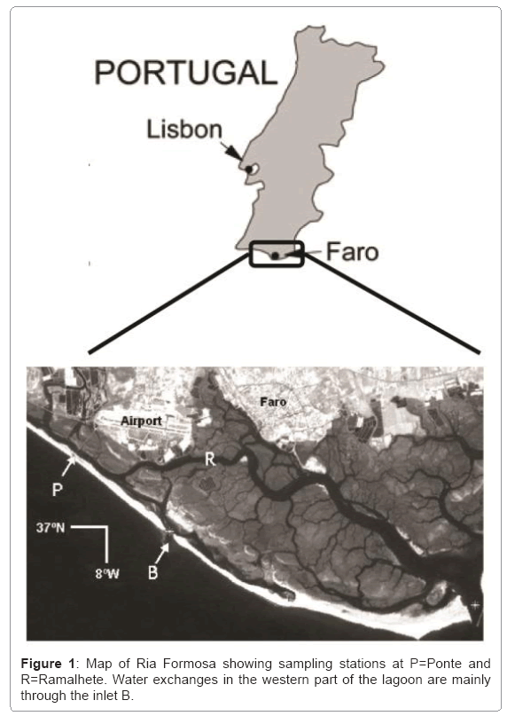 ecosystem-ecography-map-of-ria-formosa