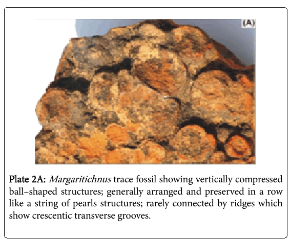 ecosystem-ecography-margaritichnus-trace-fossil