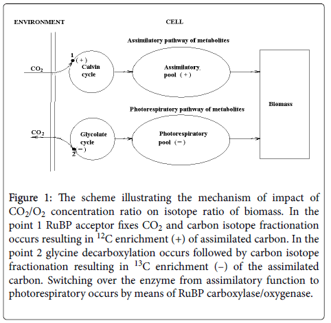 ecosystem-ecography-mechanism