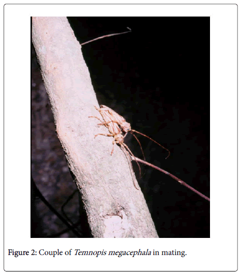 ecosystem-ecography-megacephala