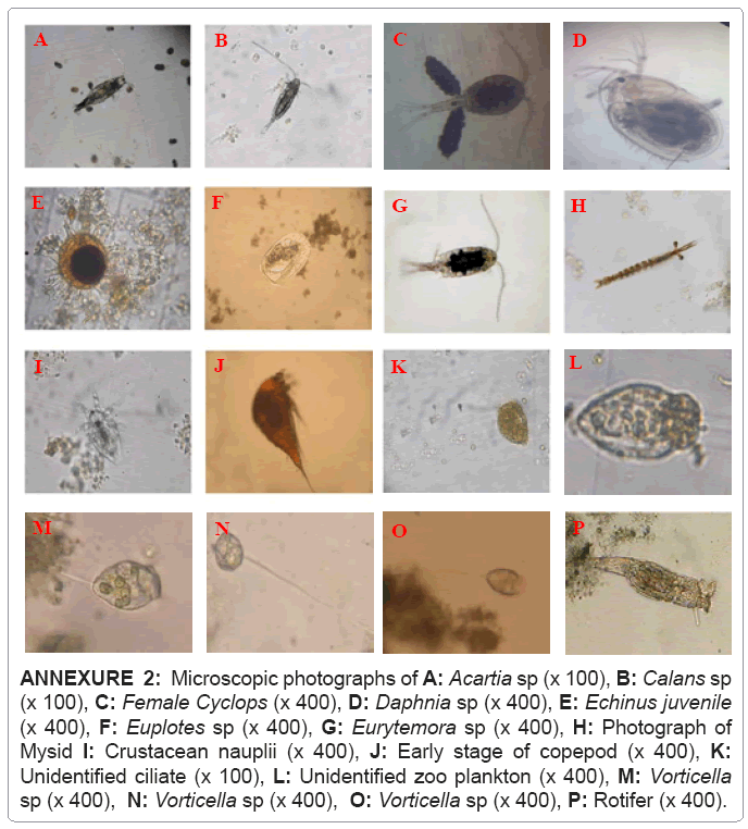 ecosystem-ecography-microscopic-photographs