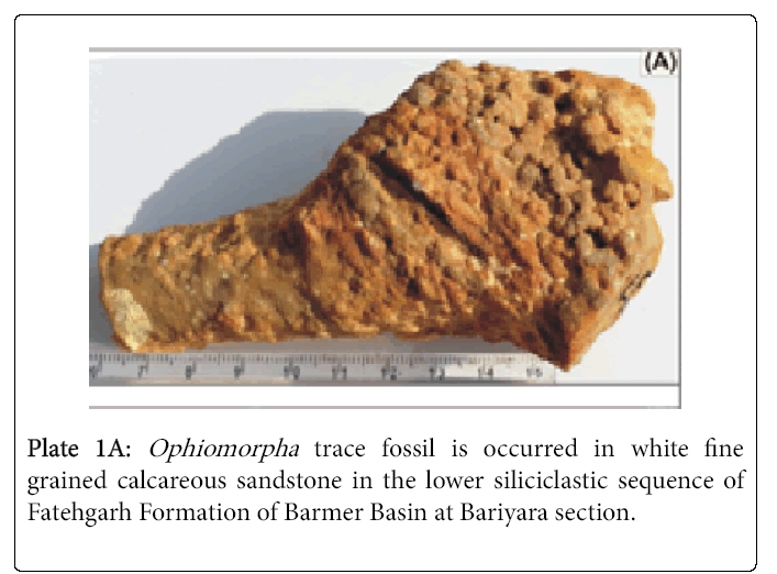 ecosystem-ecography-ophiomorpha-trace-fossil