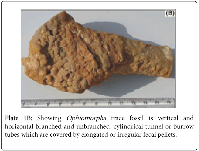 ecosystem-ecography-ophiomorpha-trace-fossil