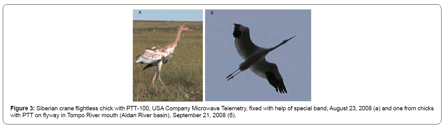 ecosystem-ecography-siberian-crane-flightless