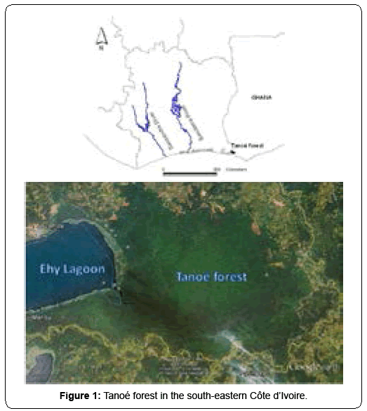 ecosystem-ecography-tanoe-forest