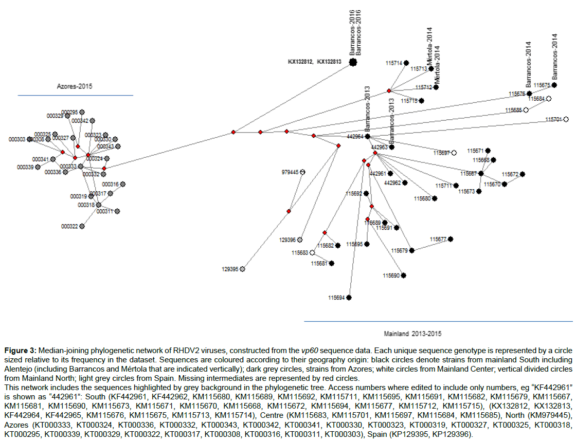 emerging-infectious-diseases-Median-joining