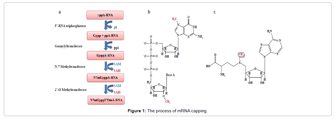 emerging-infectious-diseases-process-of-mrna-capping