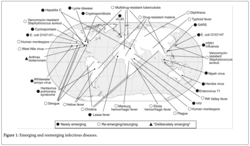 Реферат: Ebola And Marburg Viruses Essay Research Paper