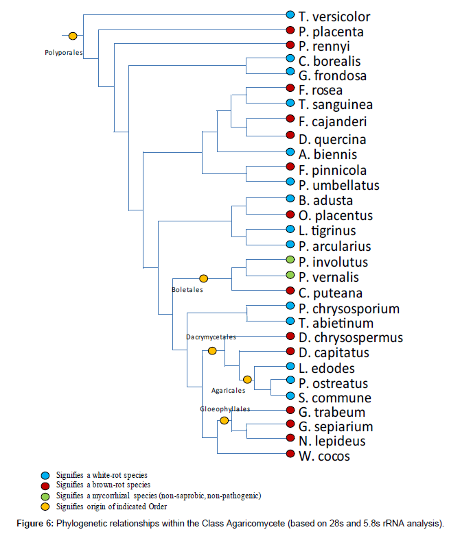 Carbon dating decay ligning