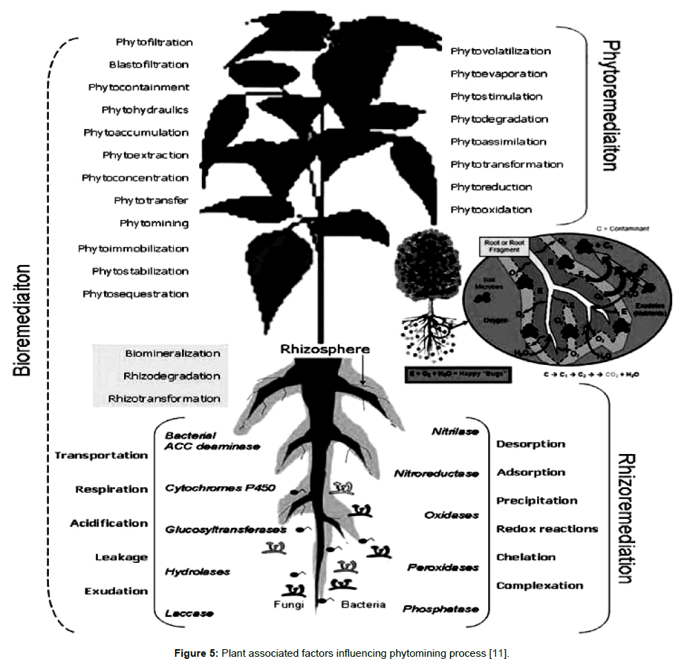 phytomining pros and cons phytomining pros and cons