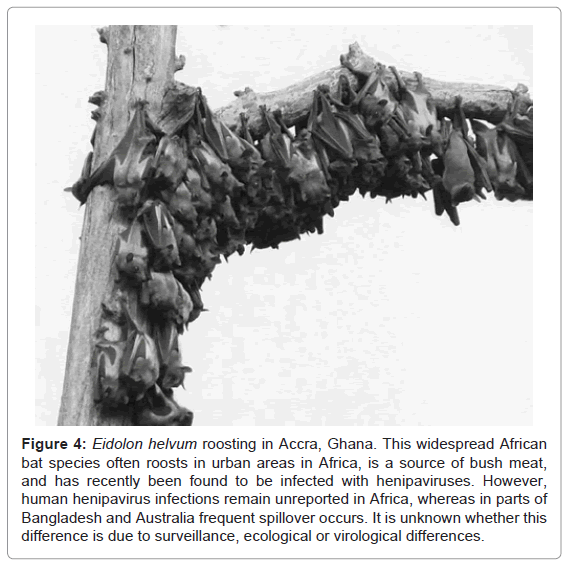 epidemiology-Eidolon-helvum-roosting