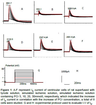 experimental-therapeutics-current-ventricular-cells