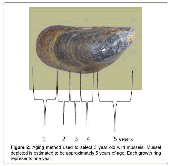 fisheries-livestock-aging-method