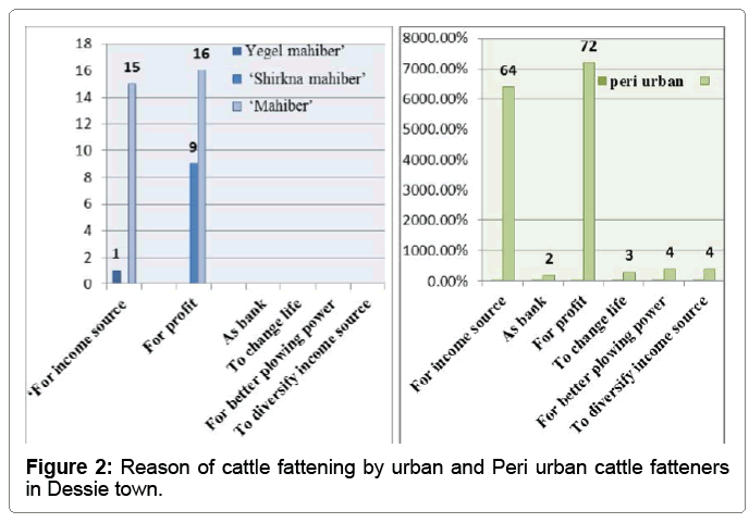 fisheries-livestock-cattle-fattening-urban