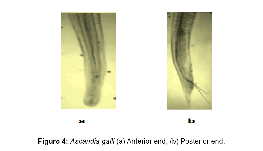 fisheries-livestock-production-Anterior