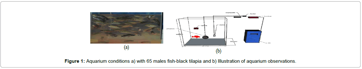 fisheries-livestock-production-Aquarium-conditions