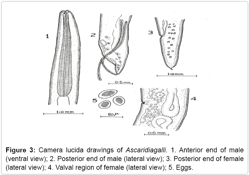 fisheries-livestock-production-Ascaridiagalli