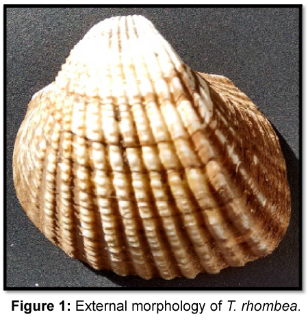 fisheries-livestock-production-External-morphology