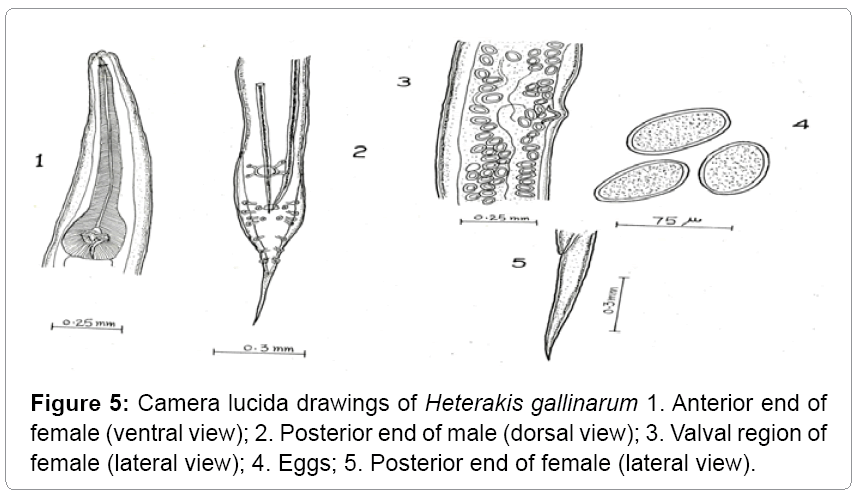 fisheries-livestock-production-Heterakis