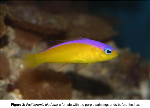 fisheries-livestock-production-Pictichromis-diadema