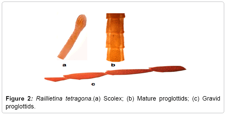 fisheries-livestock-production-Raillietina