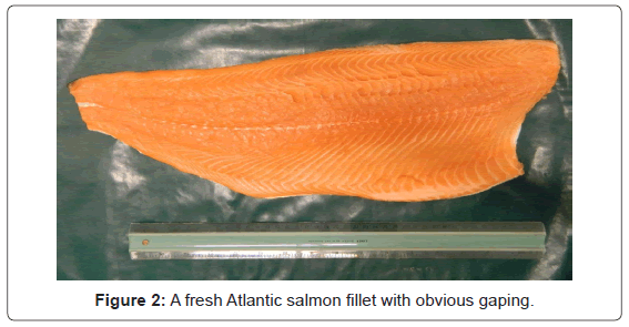 fisheries-livestock-production-atlantic-salmon-fillet