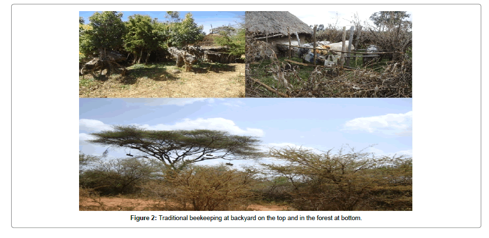 fisheries-livestock-production-backyard