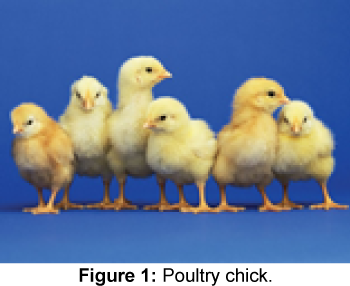 fisheries-livestock-production-chick