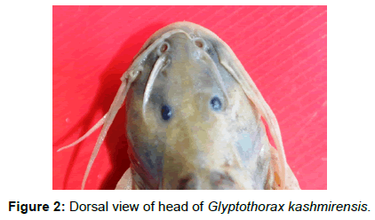 fisheries-livestock-production-dorsal-view-glyptothorax