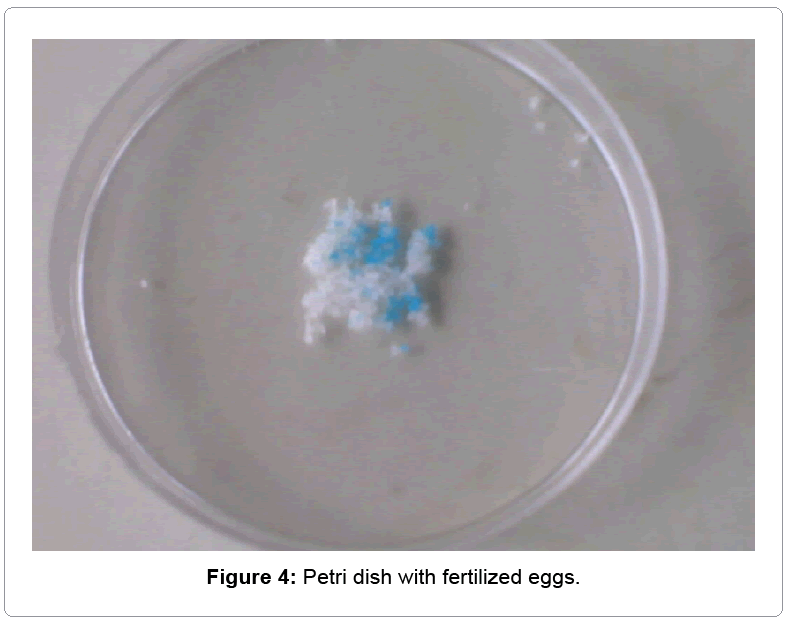 fisheries-livestock-production-eggs