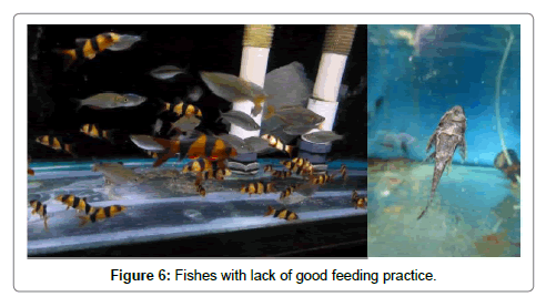 fisheries-livestock-production-feeding