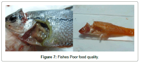 fisheries-livestock-production-food
