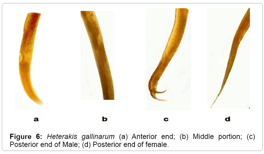 fisheries-livestock-production-gallinarum