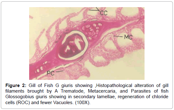 fisheries-livestock-production-giuris-histopathological-alteration