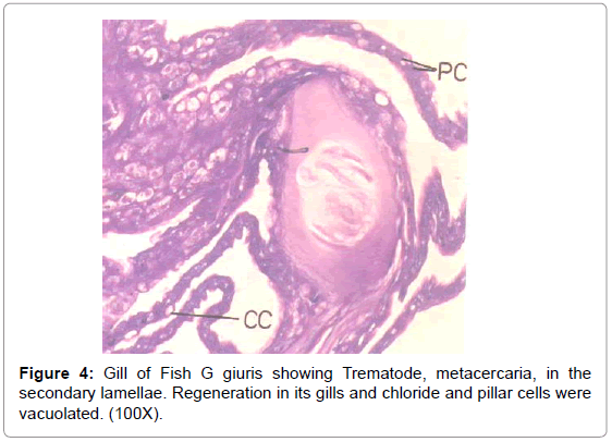 fisheries-livestock-production-giuris-trematode-metacercaria